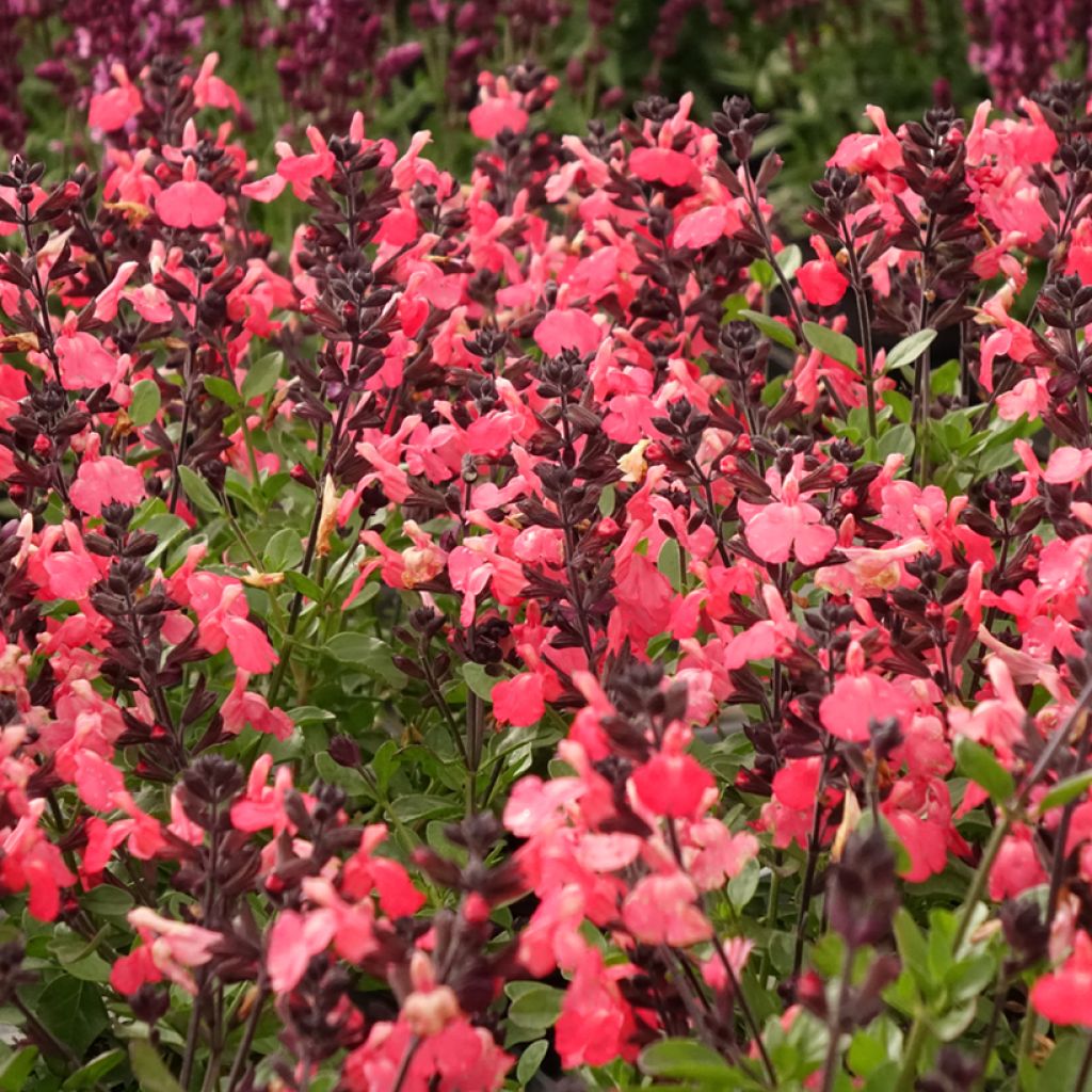 Salvia greggii Mirage Salmon - Strauchiger Salbei