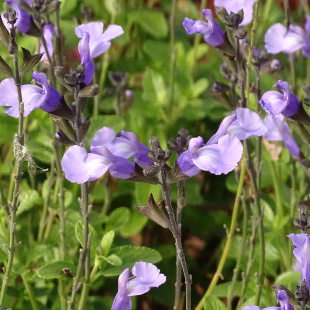 Salvia microphylla So Cool Pale Blue