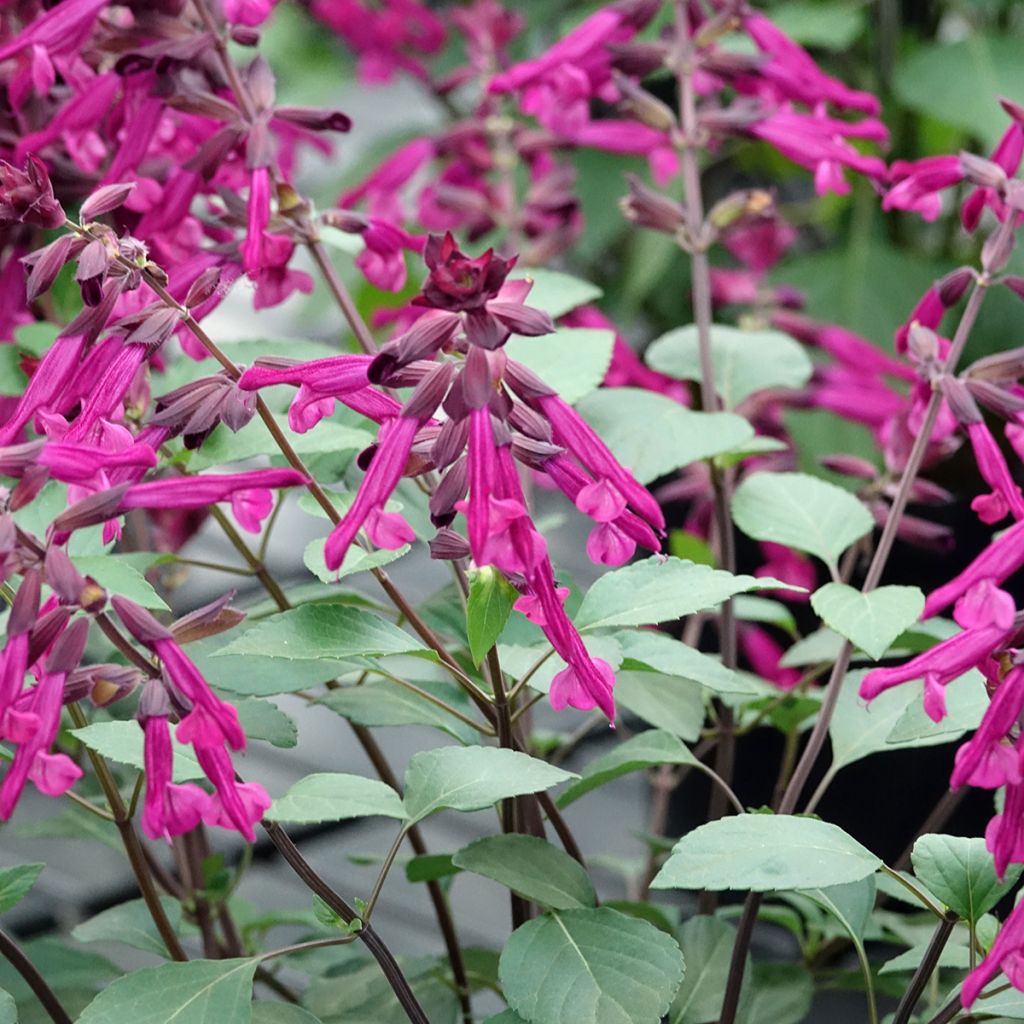 Salvia buchananii Love and Wishes - Salbei