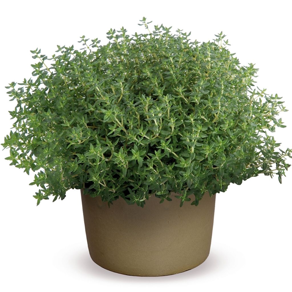 Echter Thymian Compactus Bio - Thymus vulgaris