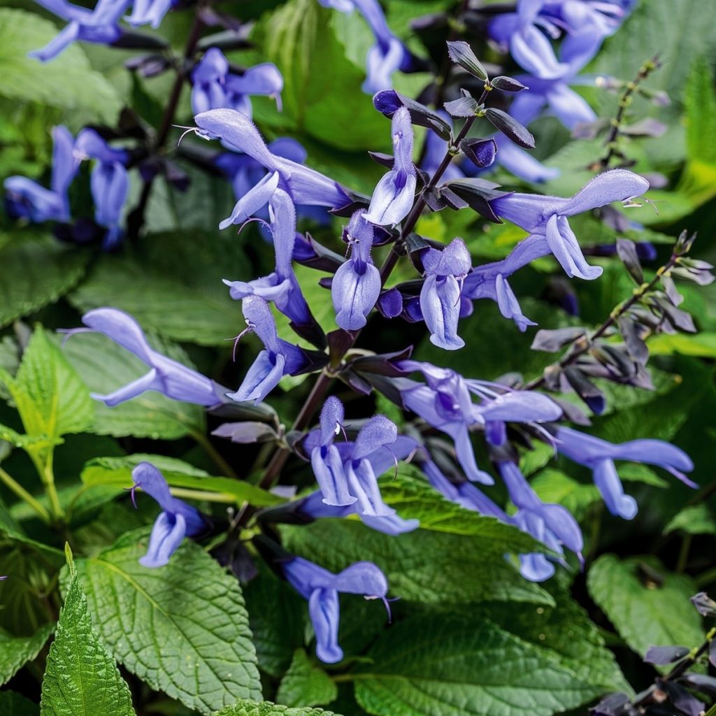 Salvia hybrida Rockin' Sky Blue - Salbei