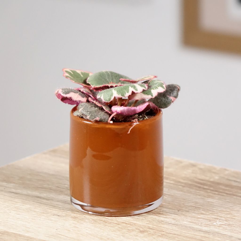 Judenbart - Saxifraga stolonifera Variegata