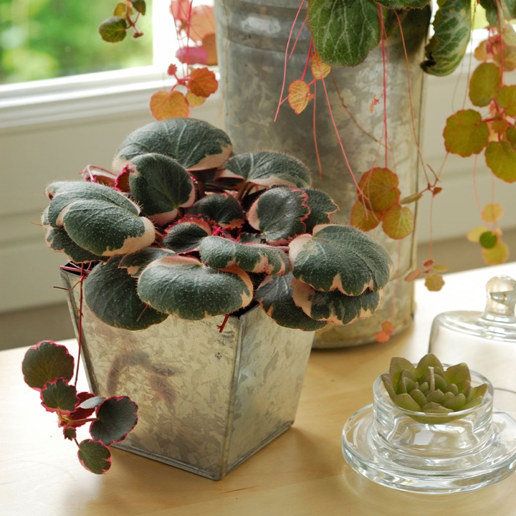 Judenbart - Saxifraga stolonifera Variegata