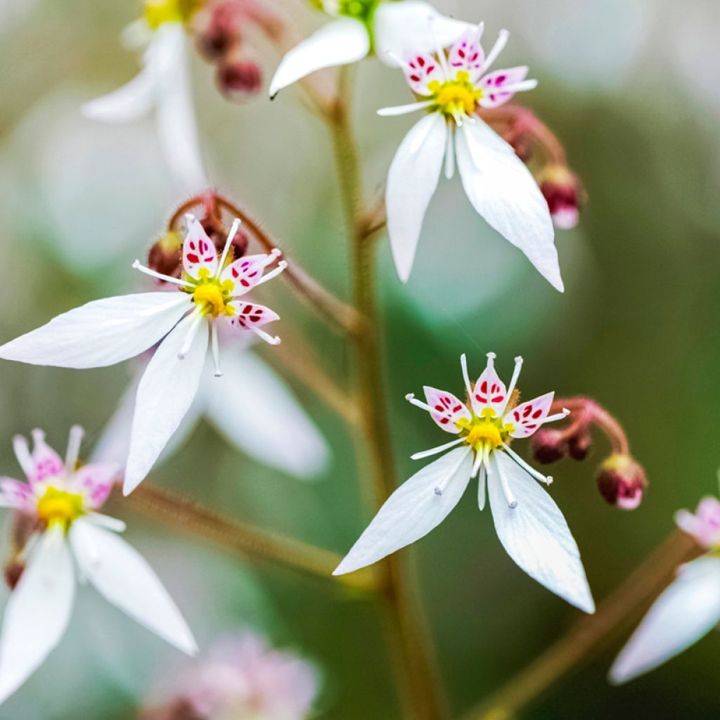 Judenbart - Saxifraga stolonifera Variegata