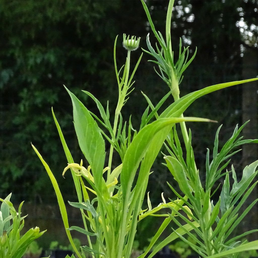 Große Skabiose Alba - Scabiosa caucasica