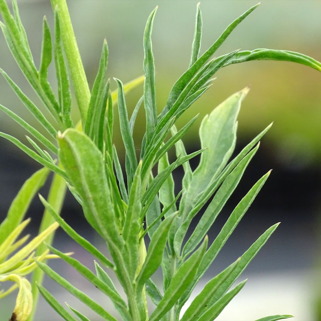 Große Skabiose Alba - Scabiosa caucasica