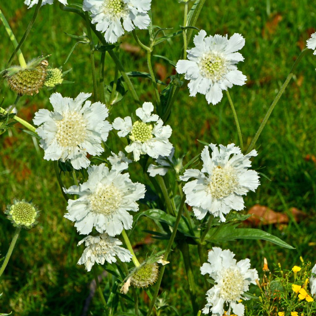 Große Skabiose Alba - Scabiosa caucasica
