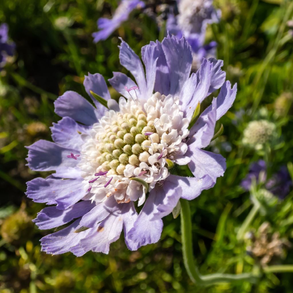 Große Skabiose Perfecta - Scabiosa caucasica