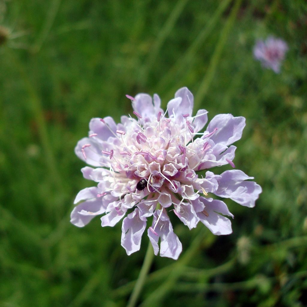 Graue Skabiose - Scabiosa canescens
