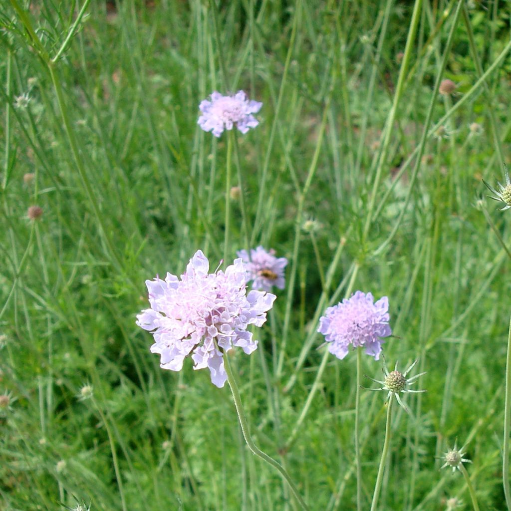 Graue Skabiose - Scabiosa canescens