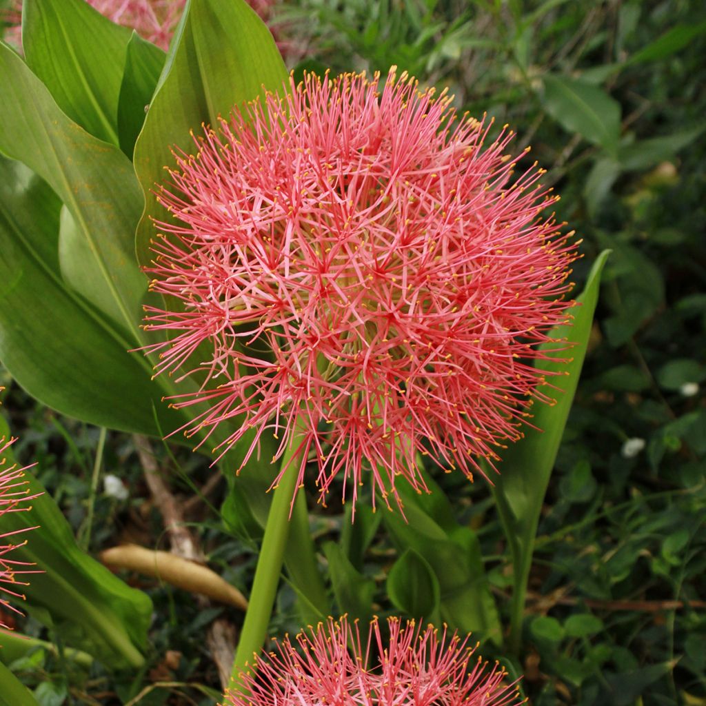 Scadoxus oder Haemanthus multiflorus