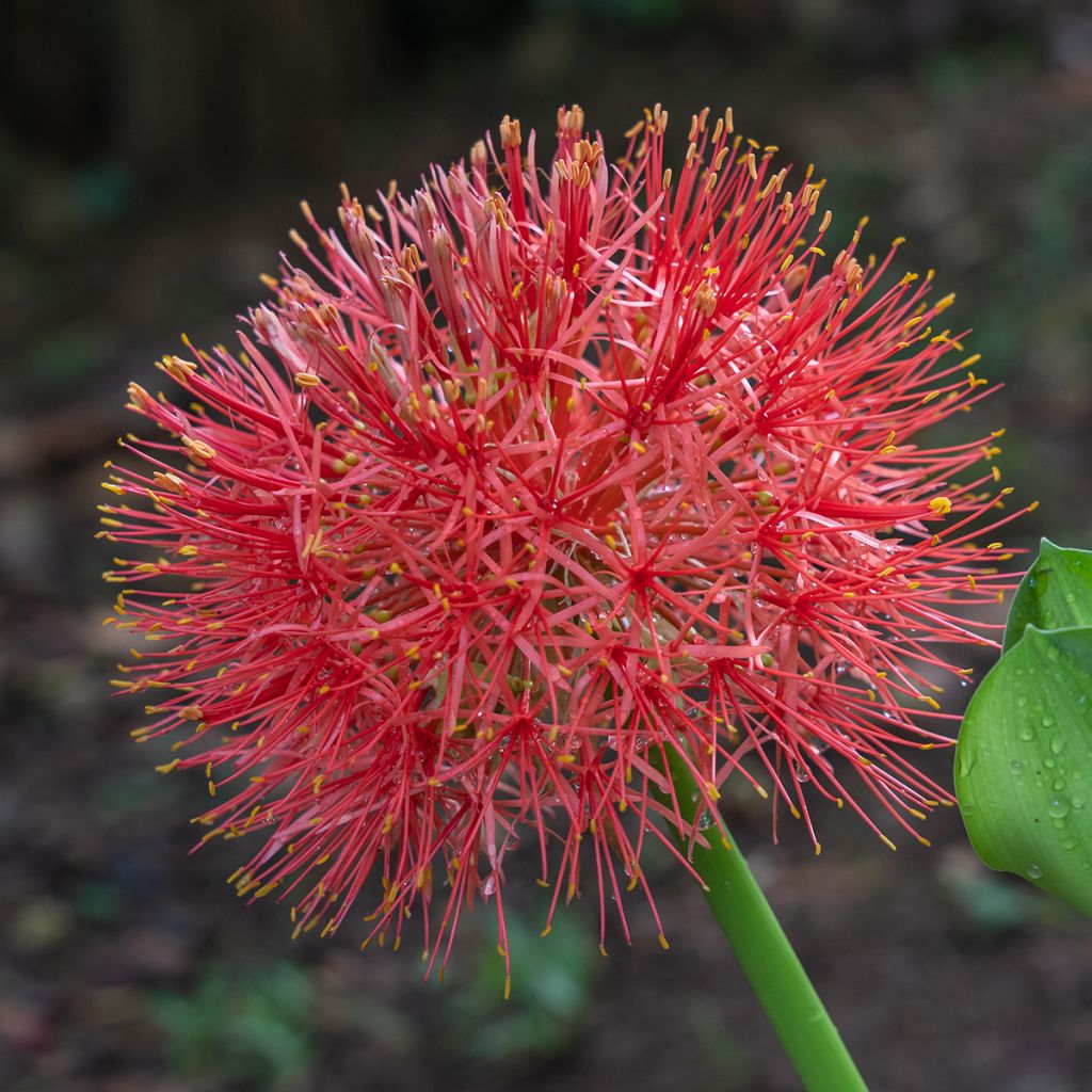 Scadoxus oder Haemanthus multiflorus
