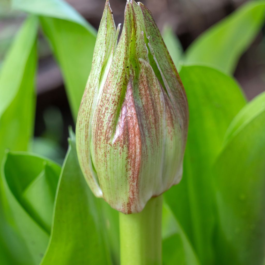 Scadoxus oder Haemanthus multiflorus