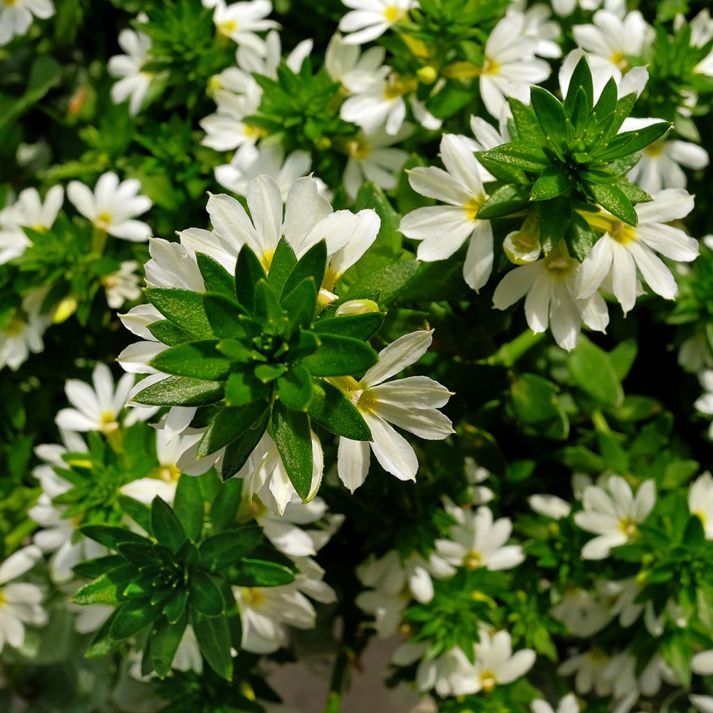 Scaevola aemula Surdiva Blanc - Blaue Fächerblume
