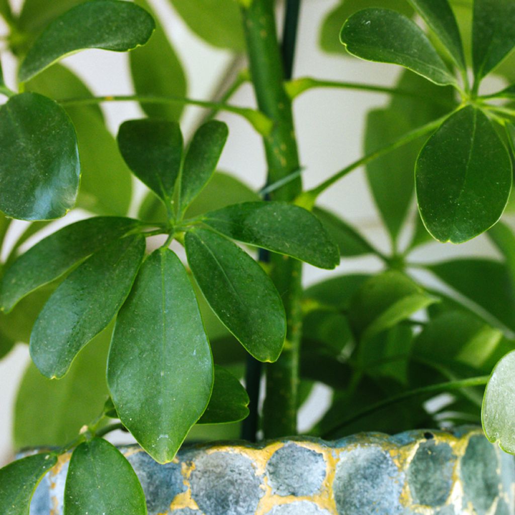 Schefflera arboricola - Kleine Strahlenaralie