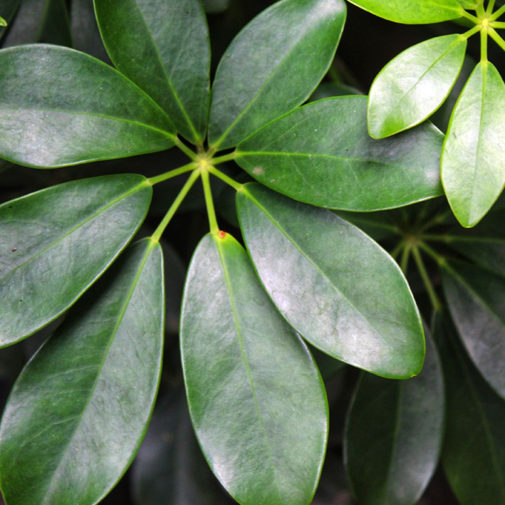 Schefflera arboricola - Kleine Strahlenaralie