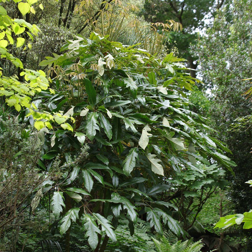 Schefflera delavayi - Delavays Schefflera