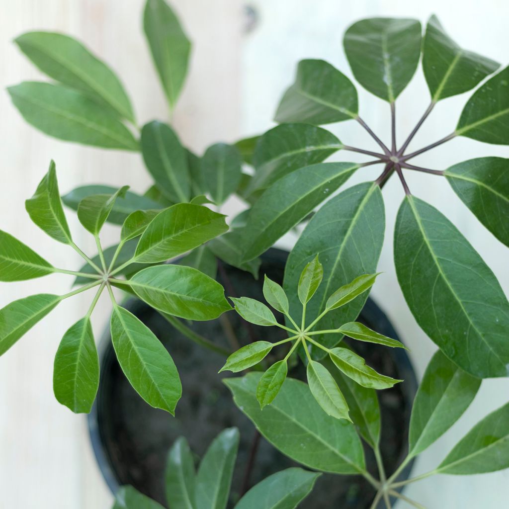 Schefflera Amate - Strahlenaralie