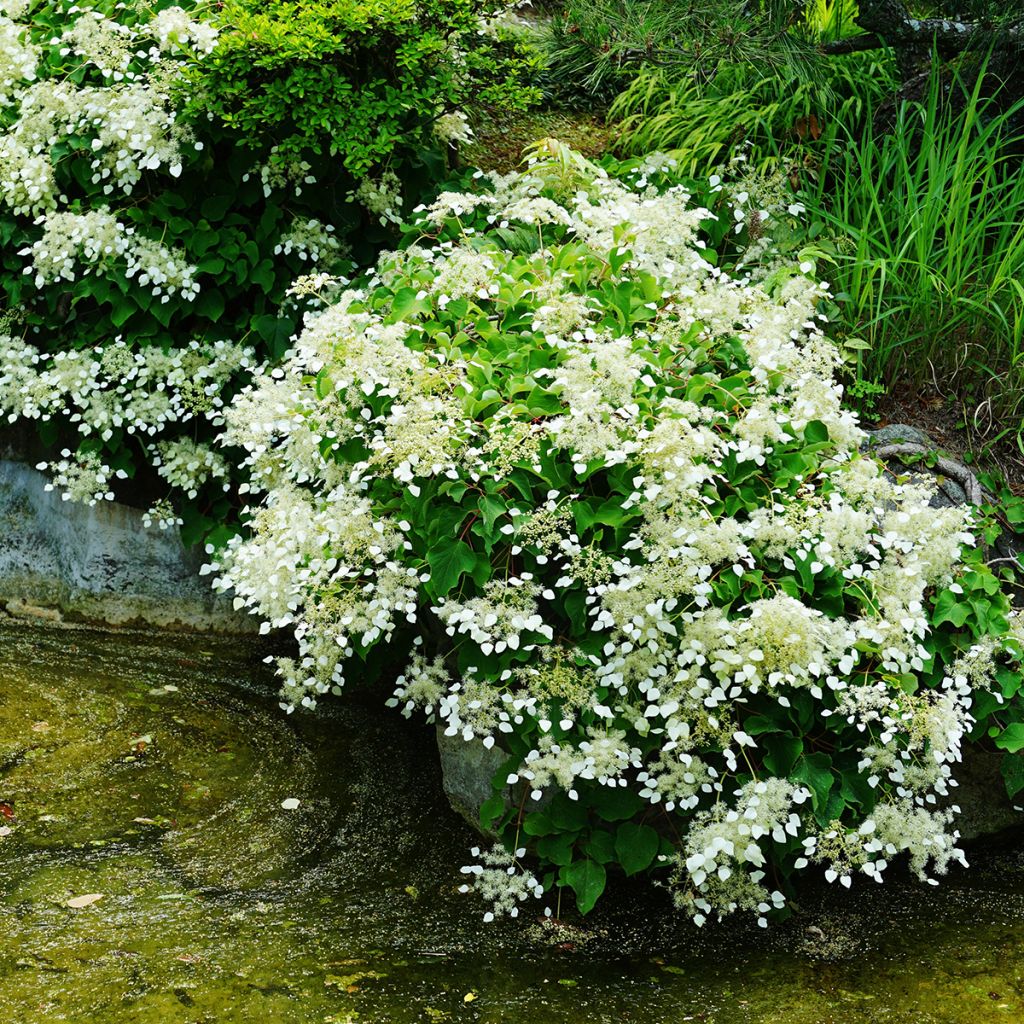 Schizophragma hydrangeoides - Spalthortensie