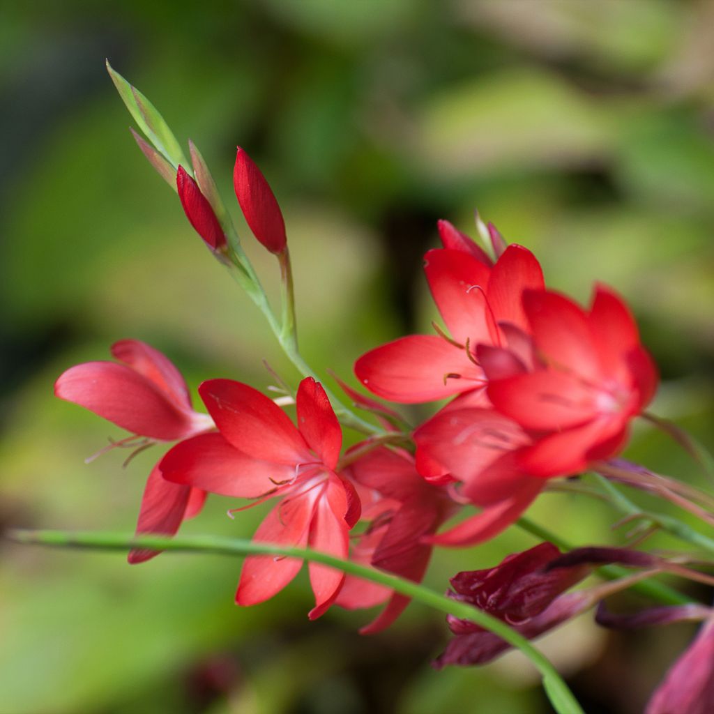 Schizostylis coccinea Major - Spaltgriffel