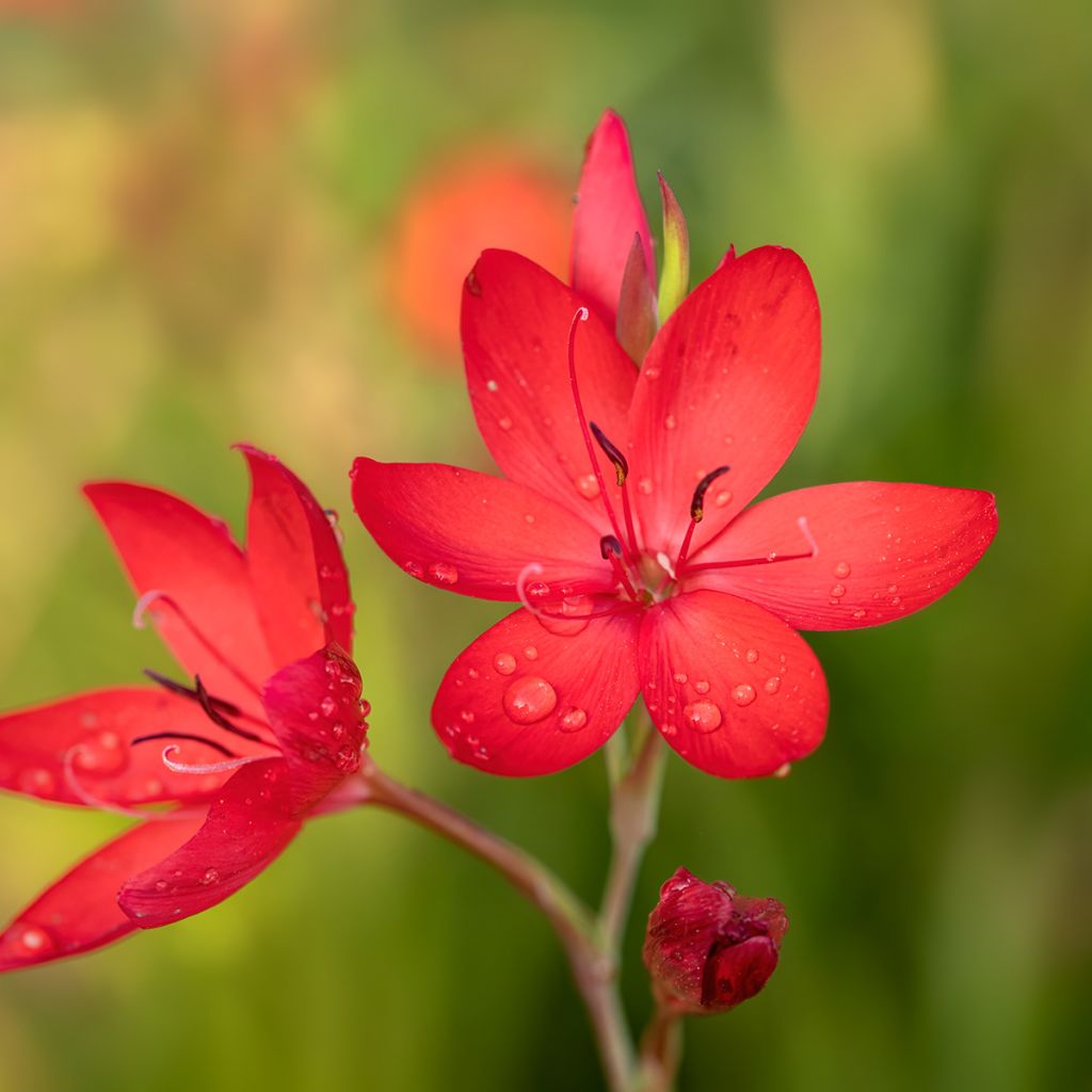 Schizostylis coccinea Major - Spaltgriffel