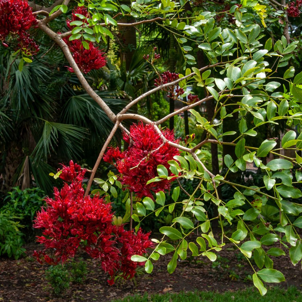 Schotia brachypetala - Südafrikanische Baumfuchsie