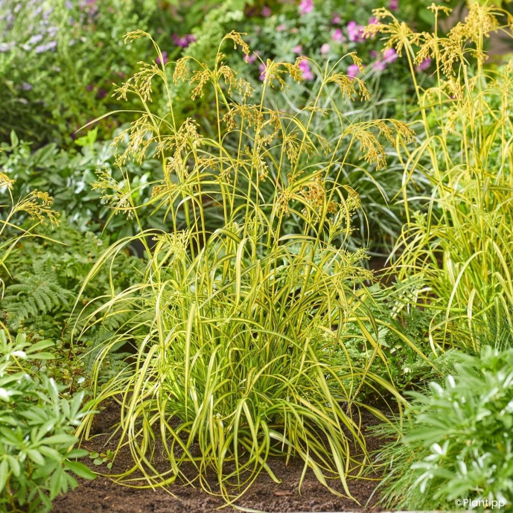 Scirpus pendulus Stars and Strips - Simse