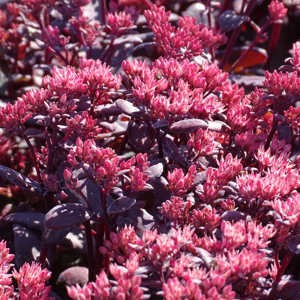 Fetthenne Chocolate Cherry - Sedum telephium