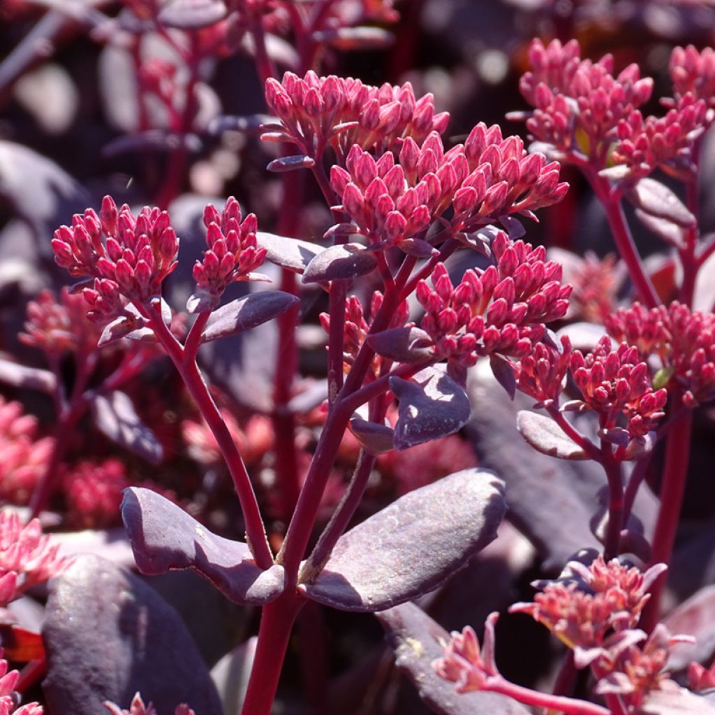 Fetthenne Chocolate Cherry - Sedum telephium