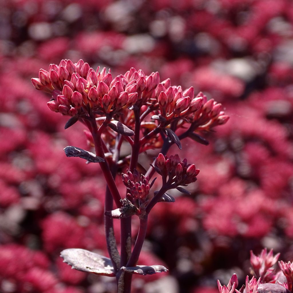Fetthenne Chocolate Cherry - Sedum telephium