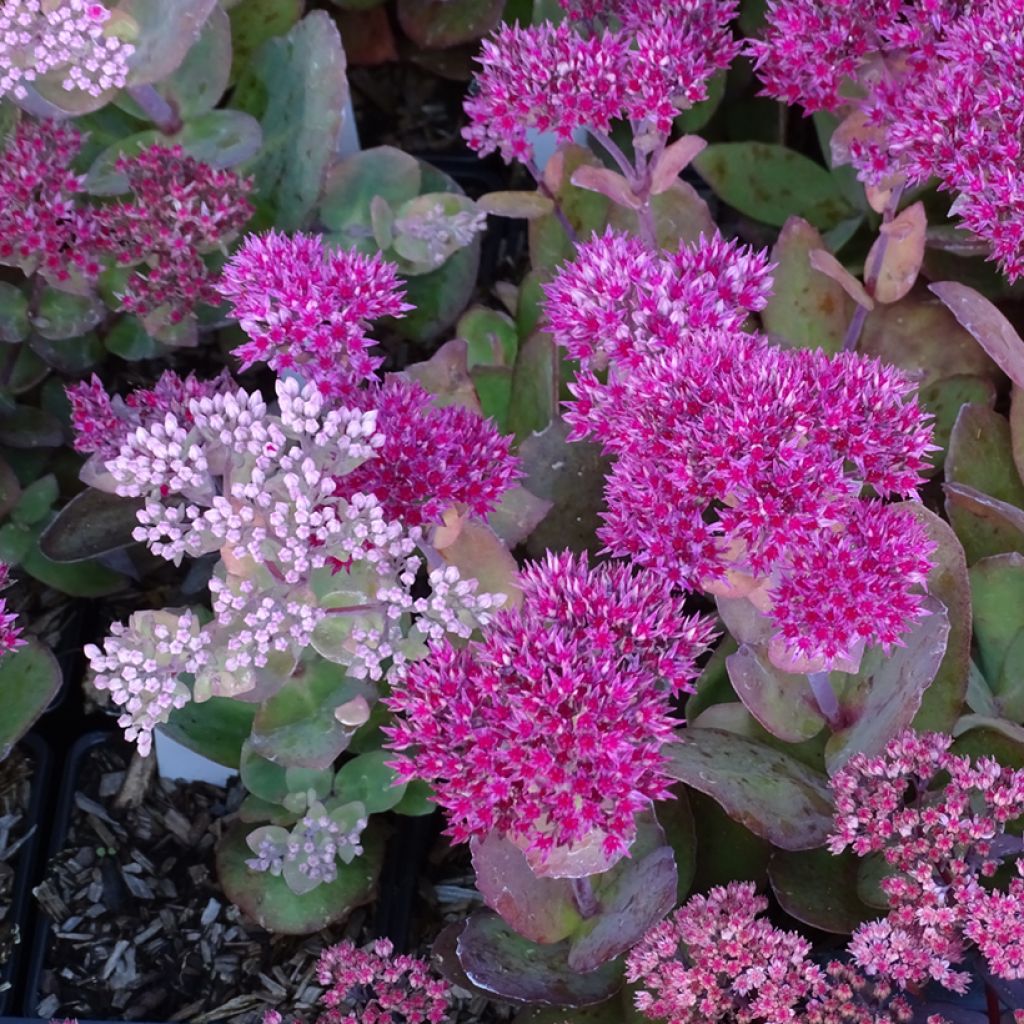 Fetthenne Thunderhead - Sedum telephium