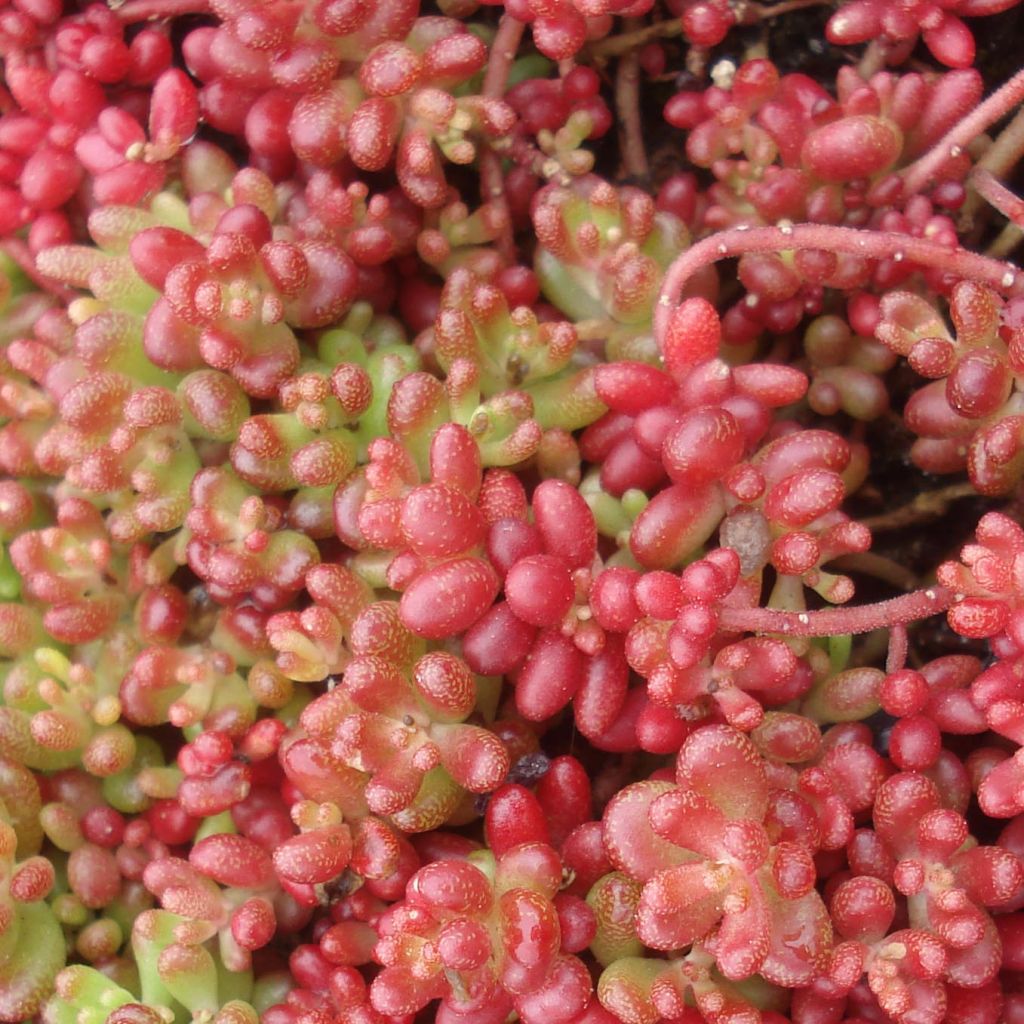 Sedum album Coral Carpet - Orpin blanc