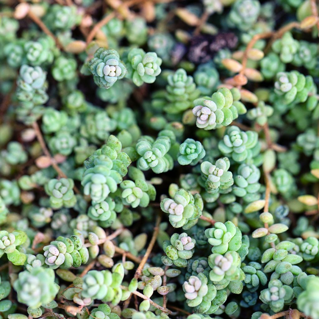 Fetthenne - Sedum dasyphyllum