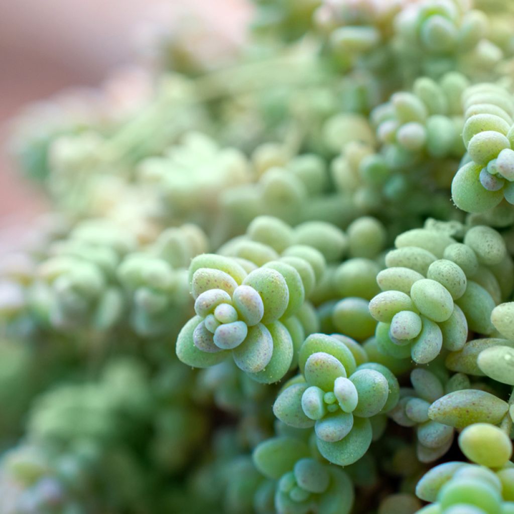Fetthenne - Sedum dasyphyllum