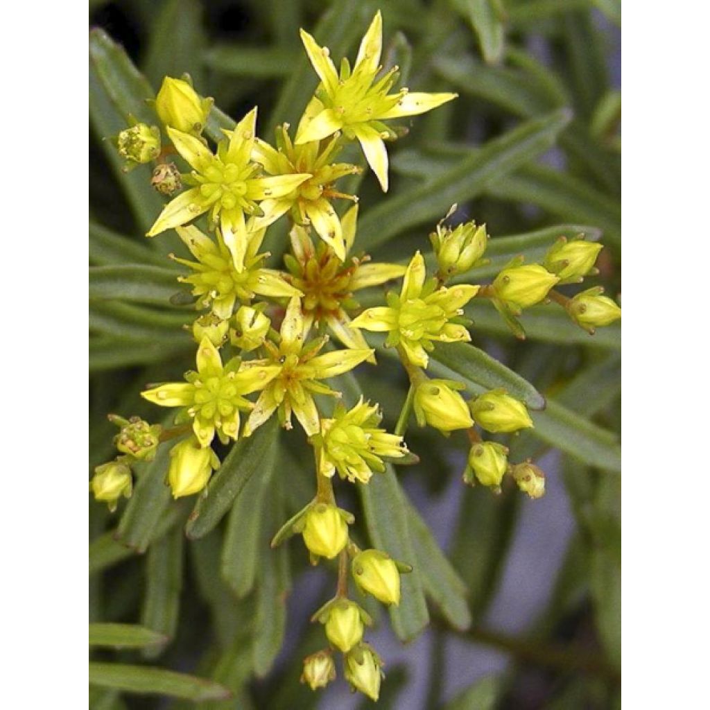 Sedum kamtschaticum subsp. middendorffianum - Orpin du Kamtchatka