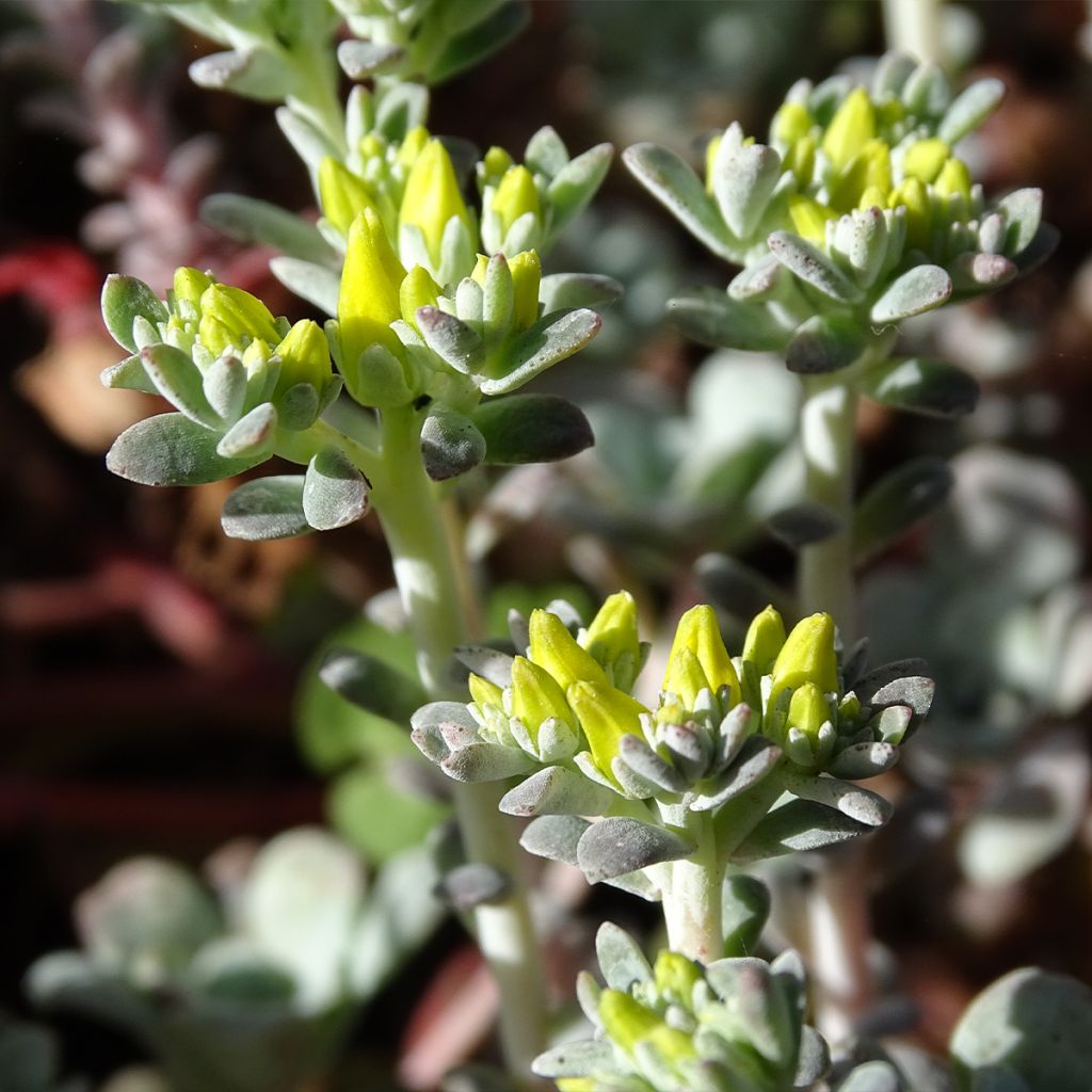 Fetthenne Purpureum - Sedum spathulifolium