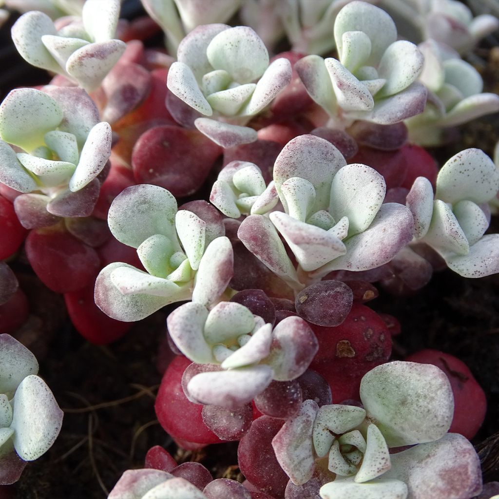 Fetthenne Purpureum - Sedum spathulifolium