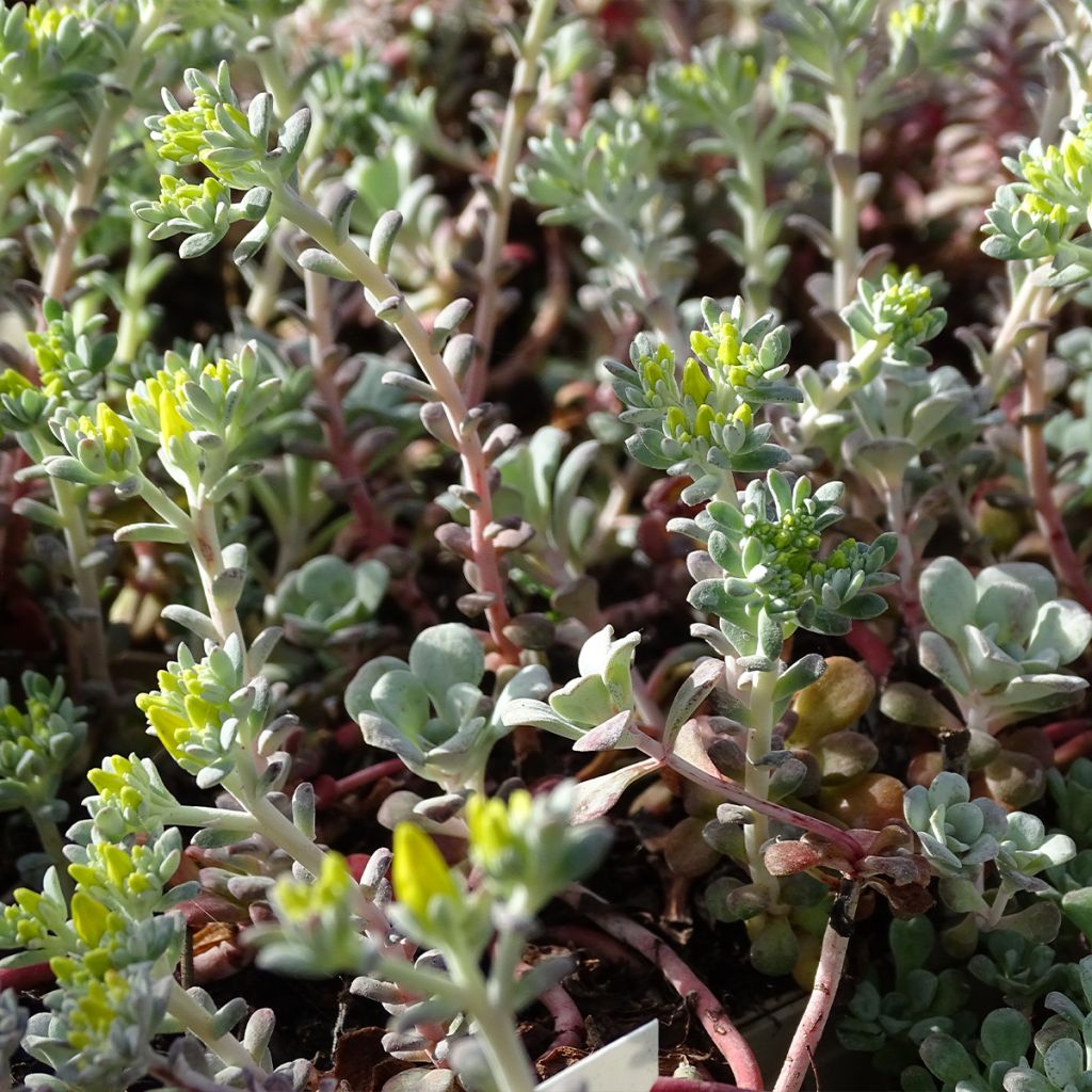 Fetthenne Purpureum - Sedum spathulifolium