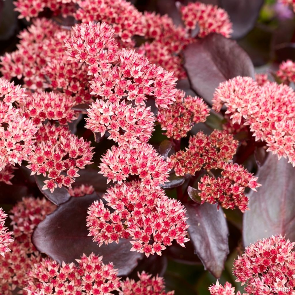 Fetthenne Black Knight - Sedum