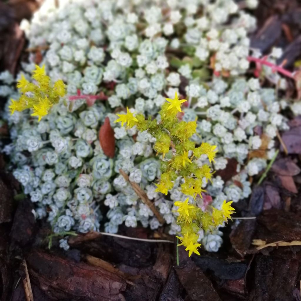 Fetthenne Cape Blanco - Sedum spathulifolium