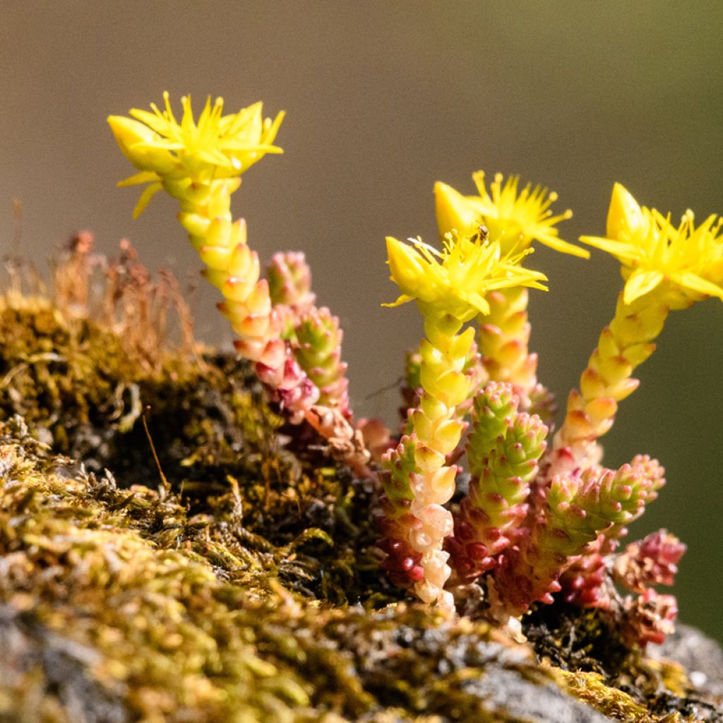 Scharfer Mauerpfeffer (Samen) - Sedum acre