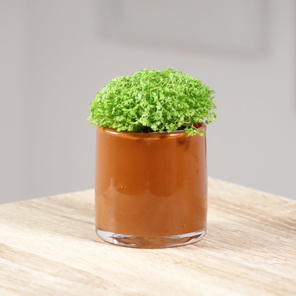 Selaginella apoda - Moosfarn