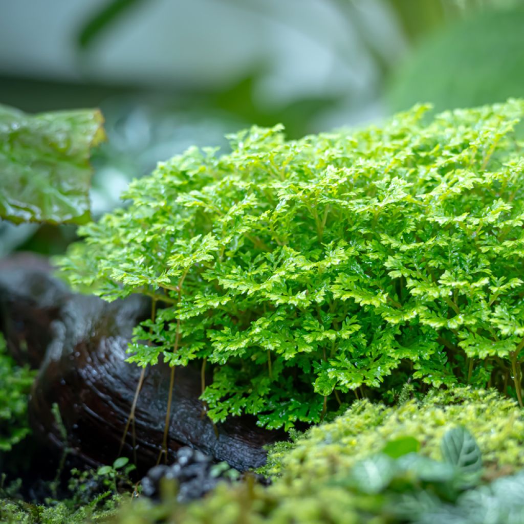 Selaginella apoda - Moosfarn