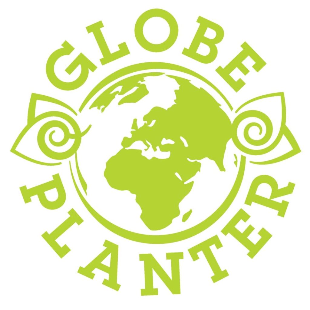 Sempervivum Chick Charms ® Cranberry Cocktail - Joubarbe hybride pourpre sombre pointé de vert