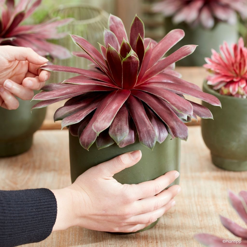 Sempervivum Chick Charms Giant Emerald Explosion - Joubarbe