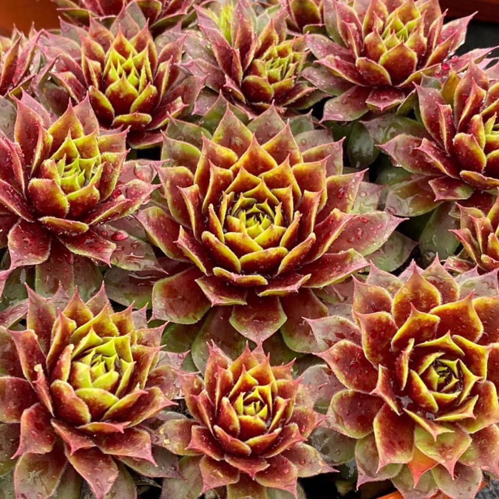 Sempervivum Chick Charms Gold Crown - Joubarbe