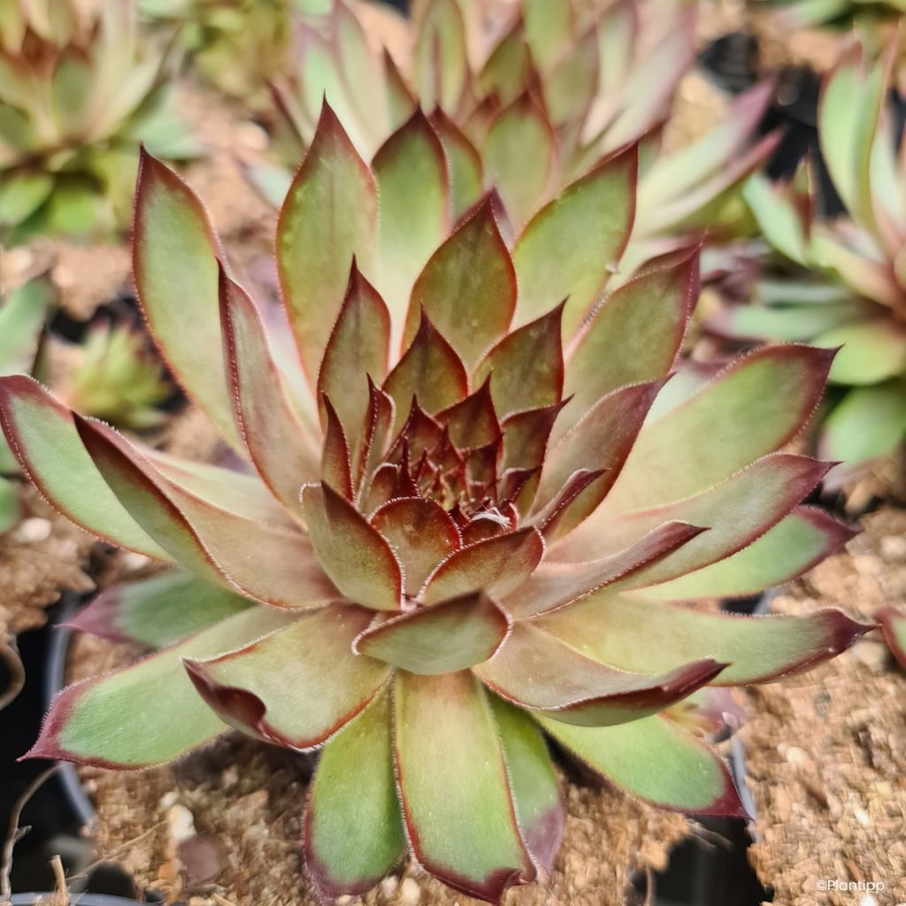 Sempervivum Chick Charms Grape Galaxy - Joubarbe