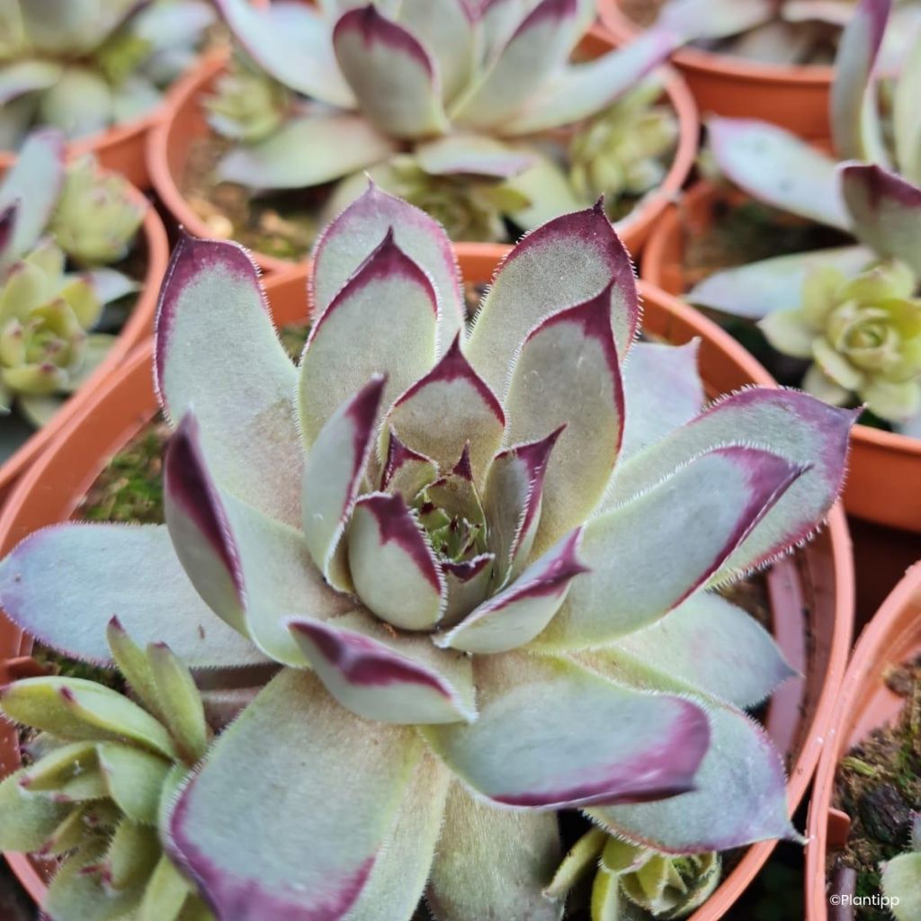 Sempervivum Chick Charms Grape Galaxy - Joubarbe
