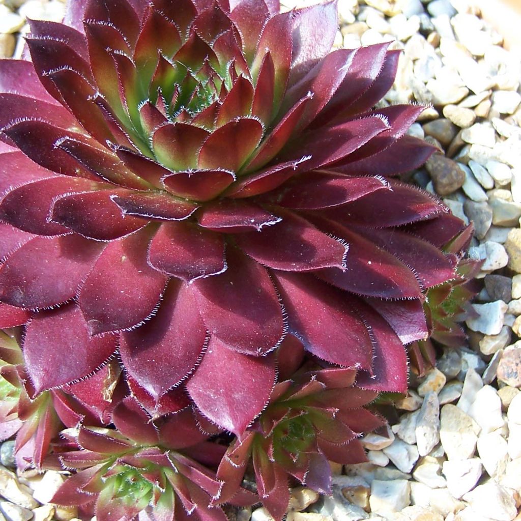 Hauswurz Rubin - Sempervivum