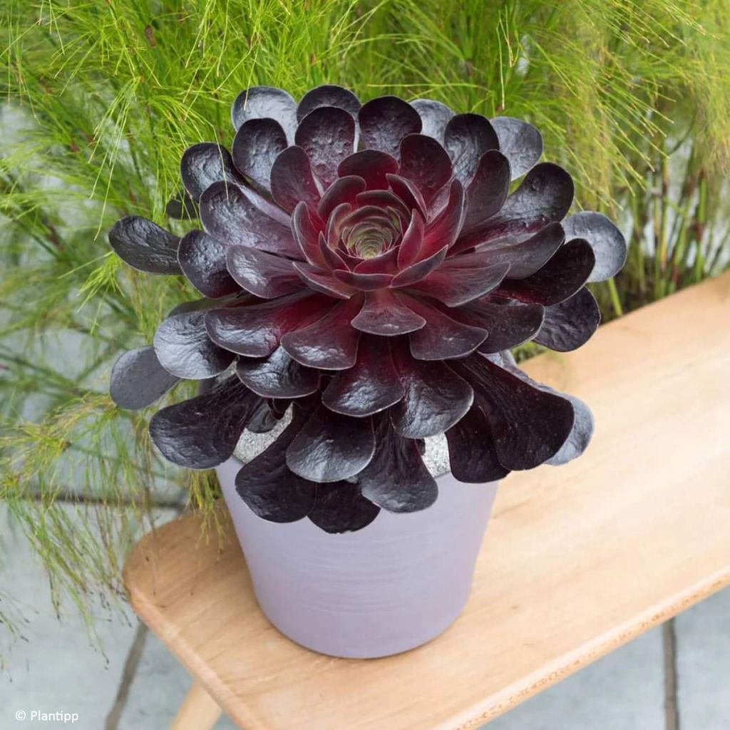 Semponium Destiny - Hybrid-Aeonium